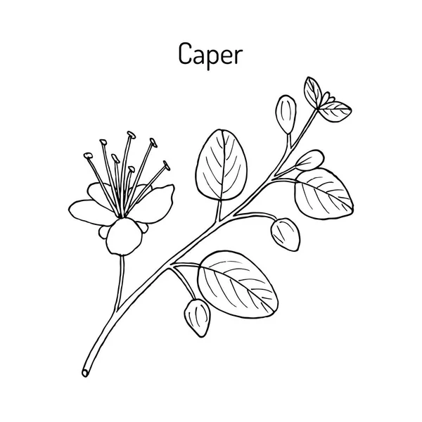 Каперский куст Capparis spinosa, или Flinders rose, съедобное растение — стоковый вектор