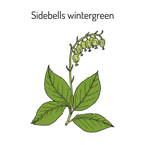 Боковые колокольчики Wintergreen orthilia secunda, лекарственное растение — стоковый вектор