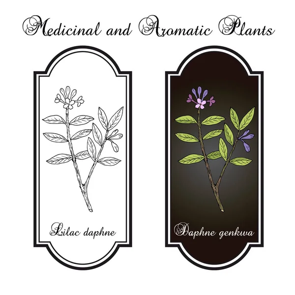 Lilac-daphne daphne genkwa, planta medicinal — Vector de stock
