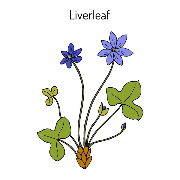 Liverleaf hepatica nobilis, planta medicinal — Vetor de Stock
