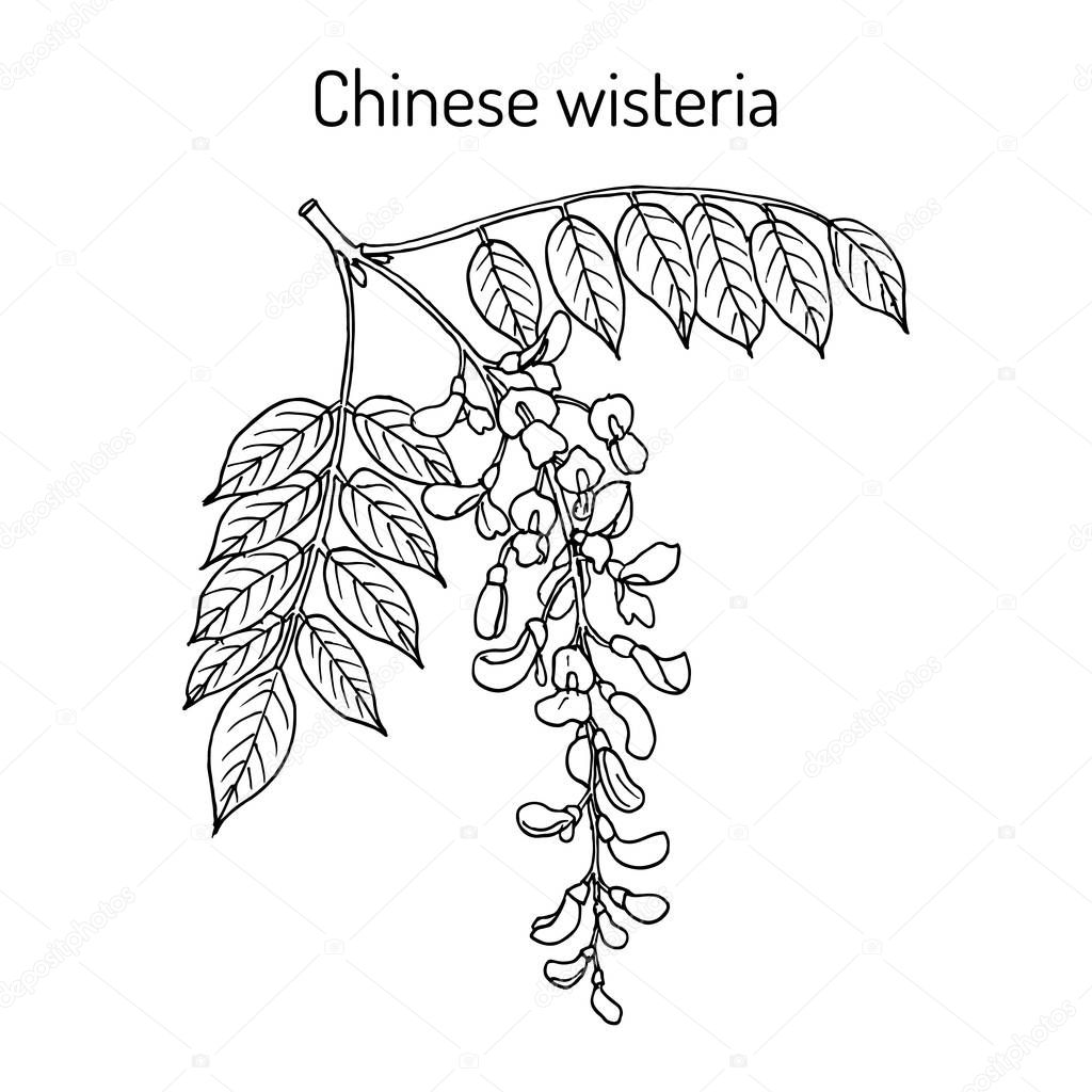 Chinese wisteria Wisteria sinensis , ornamental and medicinal plant