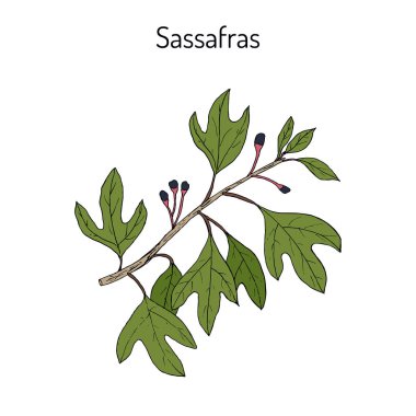 Sassafras albidum medicinal plant clipart