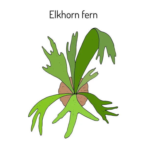 Staghorn ou elkhorn fern Platycerium bifurcatum, plantas ornamentais e medicinais —  Vetores de Stock