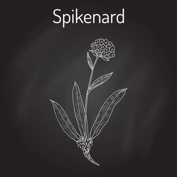 Spikenard Nardostachys jatamansi, o nard, nardin, raíz de almizcle, planta medicinal — Vector de stock