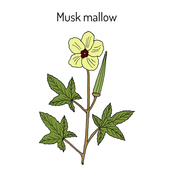 Almizcle malva abelmoschus moschatus, planta medicinal — Vector de stock