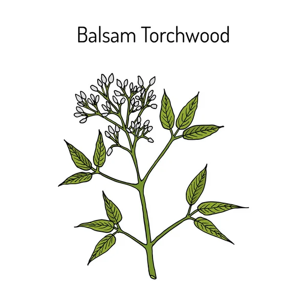 Balsam Torchwood amyris balsamifera, лекарственное растение — стоковый вектор