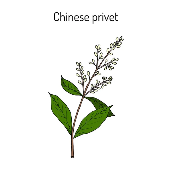 Китайский салат Ligustrum lucidum, лекарственное растение — стоковый вектор