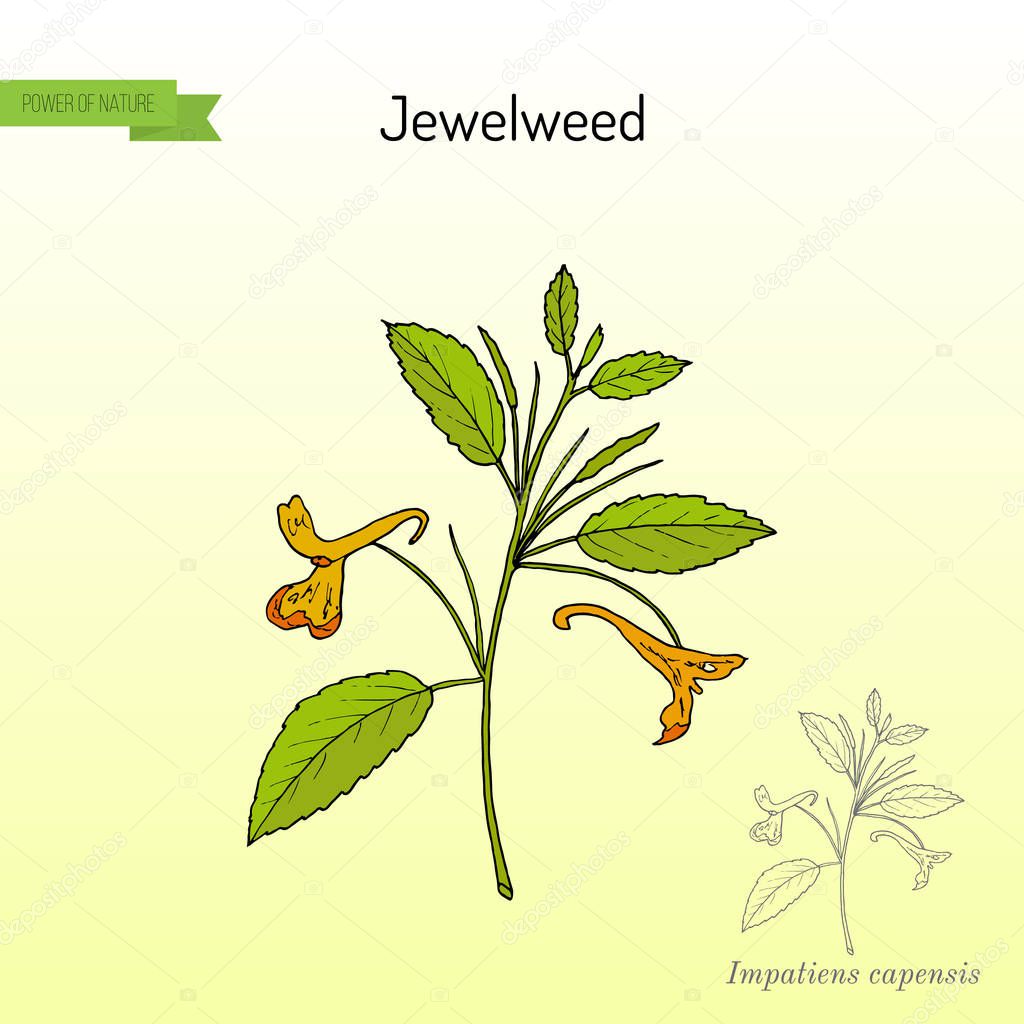 Jewelweed Impatiens capensis , or spotted touch-me-not, or orange balsam, medicinal plant