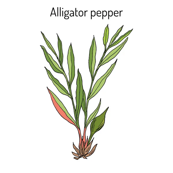 Алігатор перець Aframomum melegueta, або Гвінейське зерно, лікарський рослина — стоковий вектор