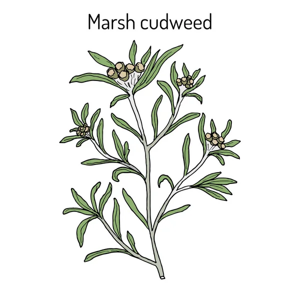 Marsh cudweed Gnaphalium uliginosum, planta medicinal — Vector de stock