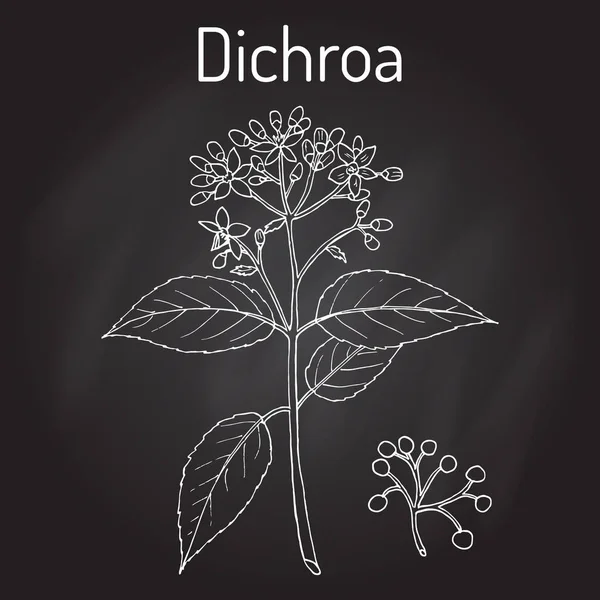 Dichroa febrifuga, planta medicinal — Vector de stock