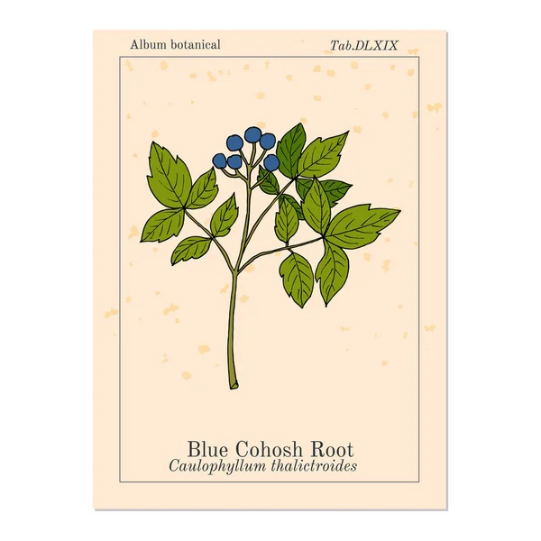Cohosh azul Caulophyllum thalictroides, planta medicinal — Vetor de Stock