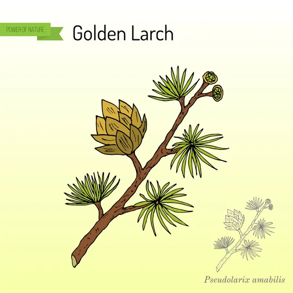 Golden Larch Pseudolarix ambilis, φαρμακευτικό φυτό — Διανυσματικό Αρχείο