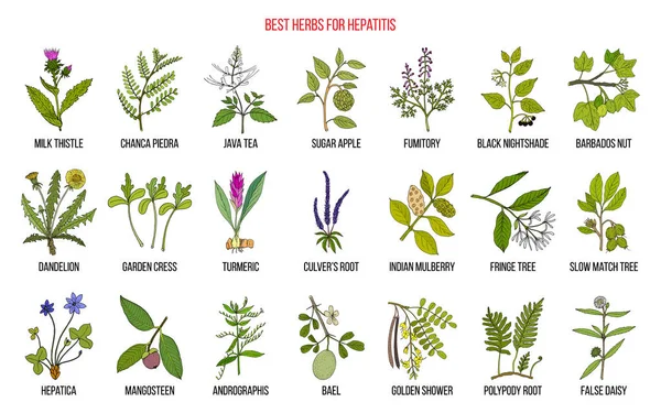 Meilleurs remèdes à base de plantes pour l'hépatite — Image vectorielle