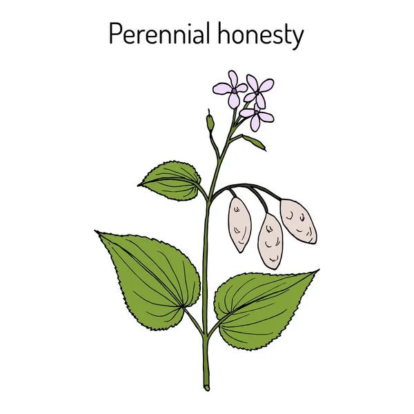 Honestidad perenne Lunaria rediviva, planta medicinal — Vector de stock