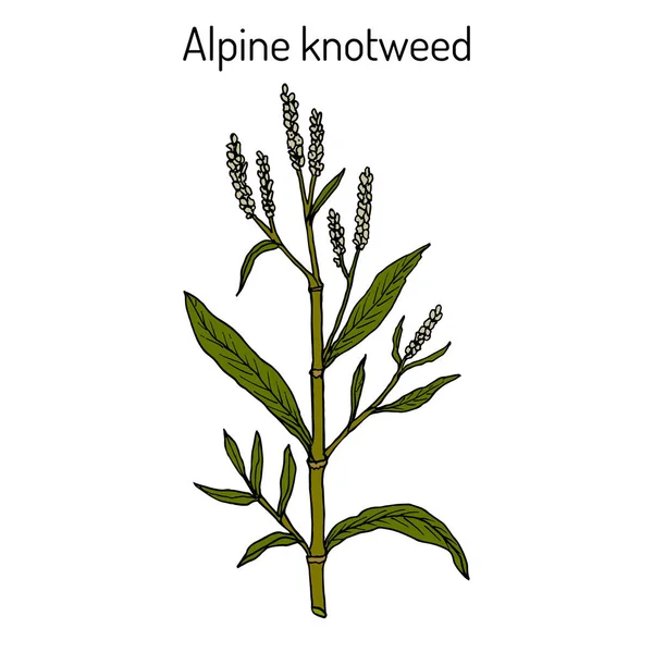 Alpine knotweed aconogonon alpinum , medicinal plant — Stock Vector