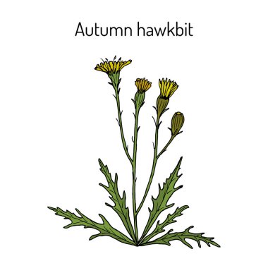 Sonbahar hawkbit Scorzoneroides autumnalis , veya karahindiba sonbahar