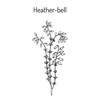 Heather-bell Erica cinerea, tıbbi, süs ve bal bitki