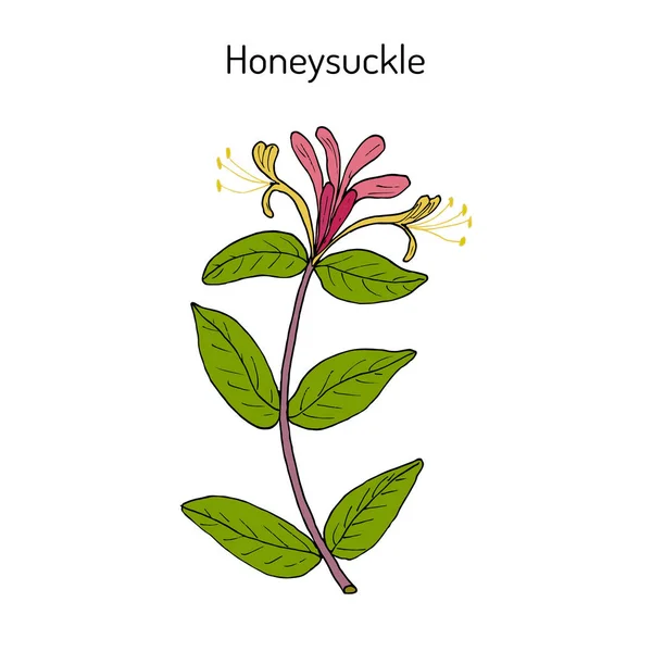 Honeysuckle Lonicera periclymenum, or woodbine, medicinal plant — стоковый вектор