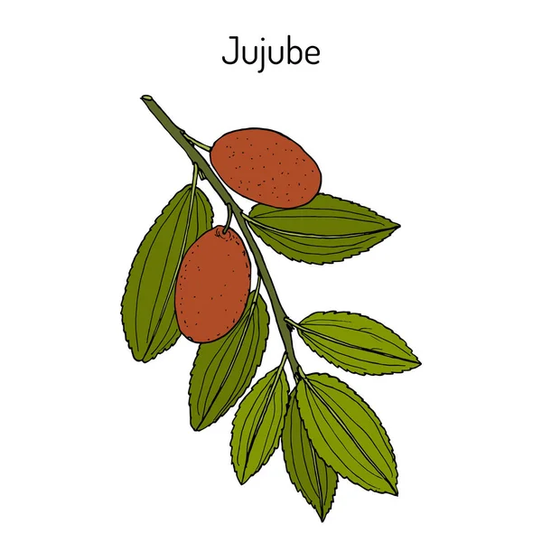 Jujube Ziziphus jujuba, ou date rouge, plante médicinale — Image vectorielle