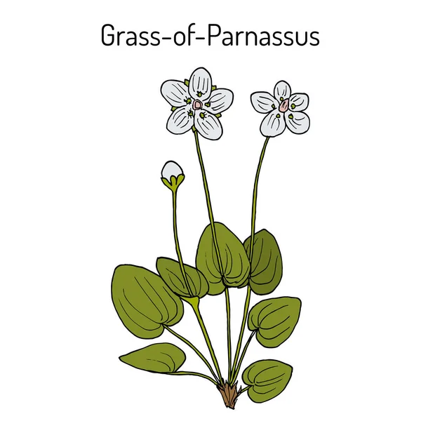 Болотная трава Parnassus parnassia palustris, лекарственное растение — стоковый вектор