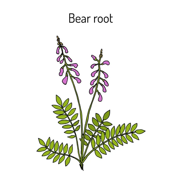 Raíz de oso Hedysarum neglectum, planta medicinal — Vector de stock