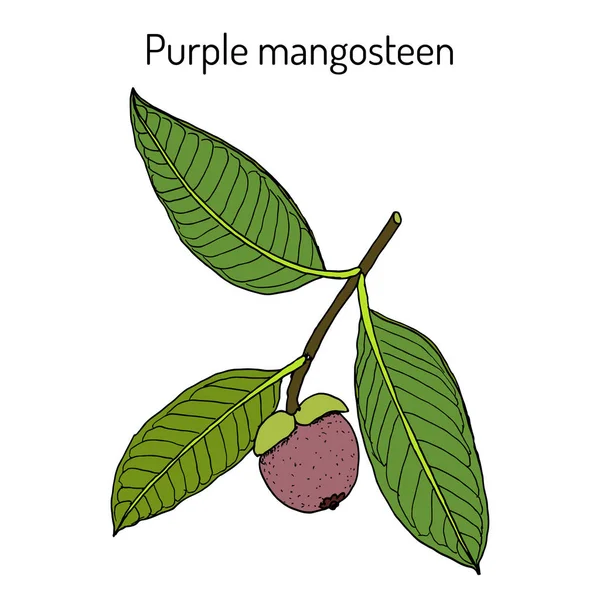 Mangostán púrpura Garcinia mangostana, planta comestible y medicinal — Vector de stock