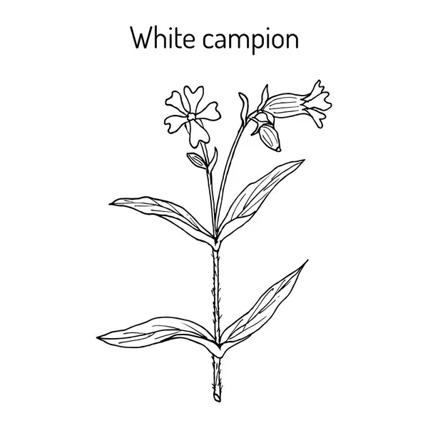 膀胱または白いカンピオンシレンラティフォリア、薬用植物 — ストックベクタ