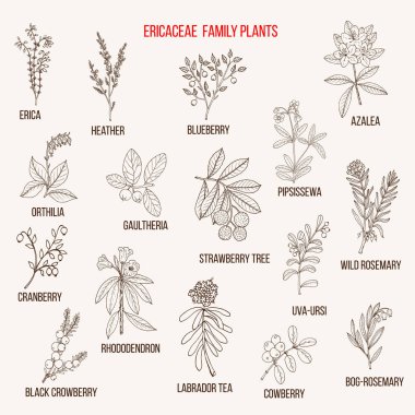 Ericaceae veya çiçekli bitkilerin heather aile