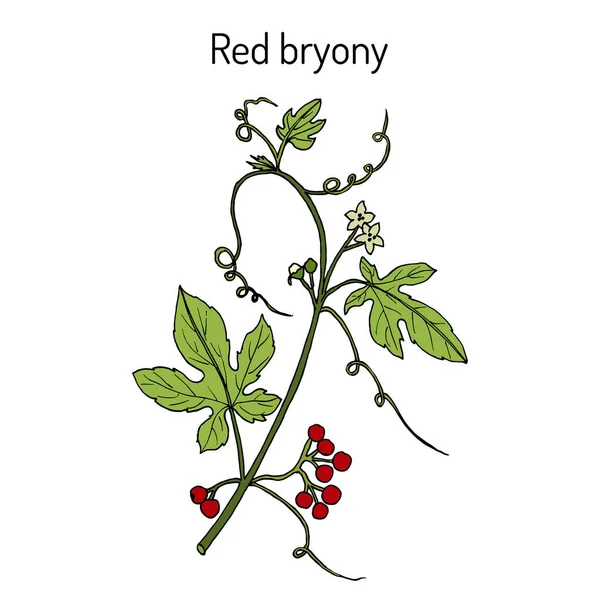 Красный или белый брион Bryonia dioica — стоковый вектор
