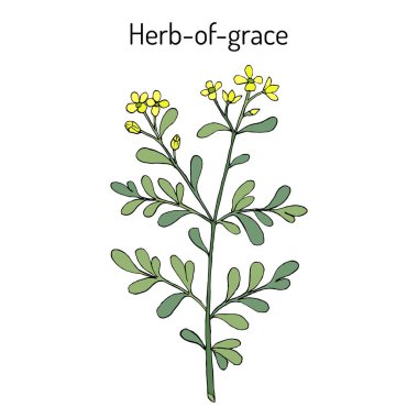 Ot-of-grace Ruta graveolens , veya ortak rue, tıbbi bitki