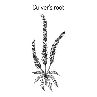 Culver s-root, veya Culverphysic, siyah kök Veronicastrum virginicum , tıbbi bitki