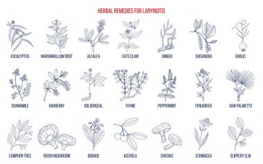 Best herbal remedies for laryngitis clipart