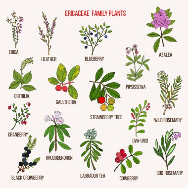 Ericaceae veya çiçekli bitkilerin heather aile