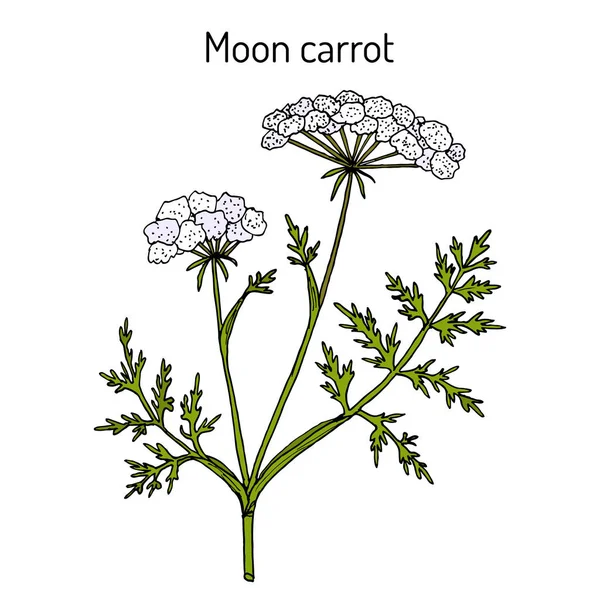 Luna zanahoria Seseli libanotis, planta medicinal — Vector de stock