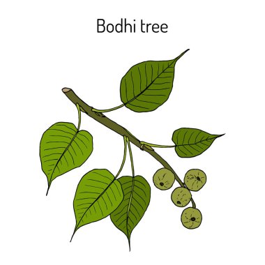 Kutsal incir, veya bodhi ağacı Ficus religiosa , tıbbi bitki