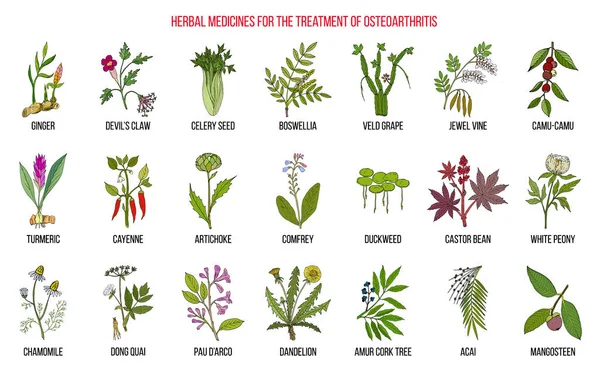 Los mejores remedios herbales para la osteoartritis — Vector de stock
