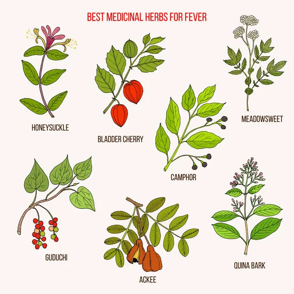 Los mejores remedios herbarios para la fiebre — Vector de stock
