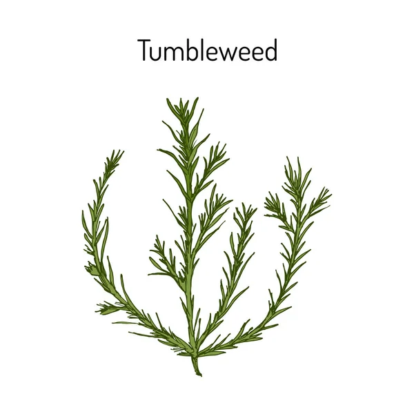 Tumbleweed Salsola collina, planta medicinal — Vector de stock