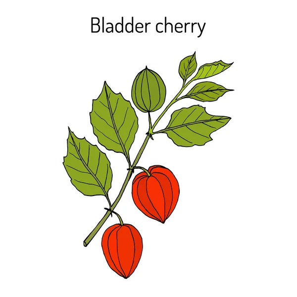 Cereza de vejiga Physalis alkekengi, planta medicinal — Vector de stock