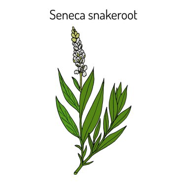 Seneca yılan ayaklı Polygala senega, tıbbi bitki.