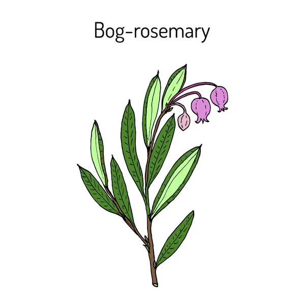 Bog-rosemary Andromeda polifolia , medicinal plant — Stock Vector