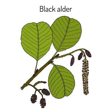 Black or European alder Alnus glutinosa , medicinal plant clipart