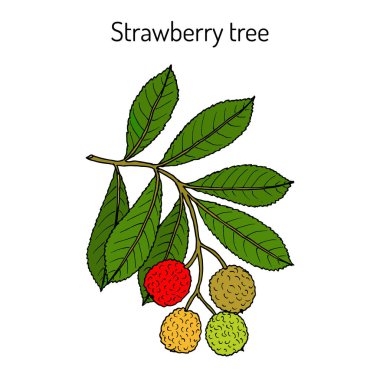 Çilek ağacı Arbutus unedo , tıbbi bitki