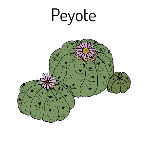 Peyote Lophophora williamsii, planta medicinal — Archivo Imágenes Vectoriales