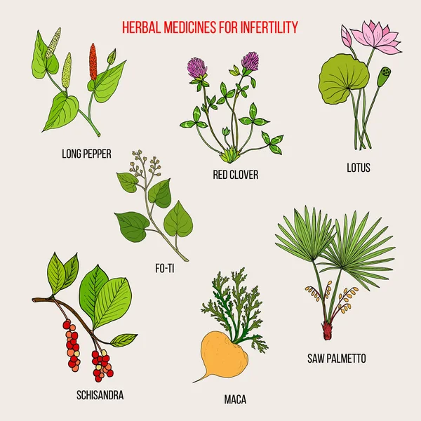 Meilleurs remèdes à base de plantes pour l'infertilité — Image vectorielle