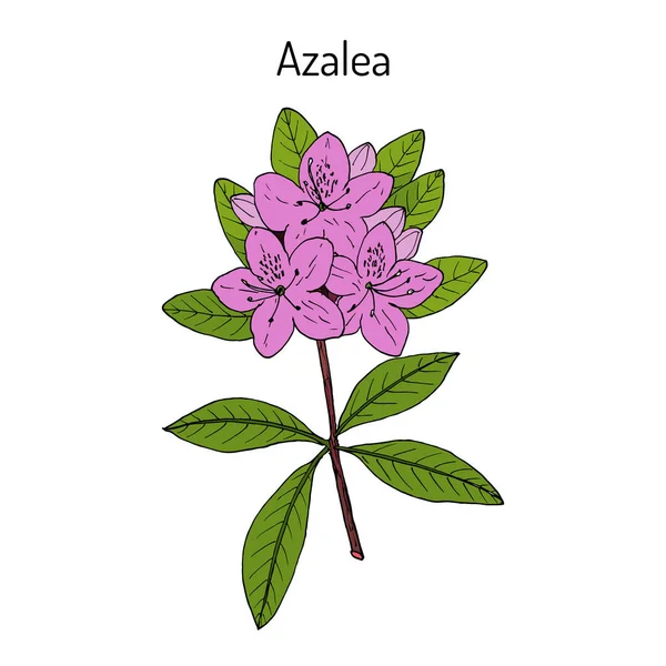 Azalea Rhododendron obtusum, planta ornamental e medicinal —  Vetores de Stock