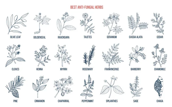 Meilleur ensemble d'herbes antifongiques — Image vectorielle