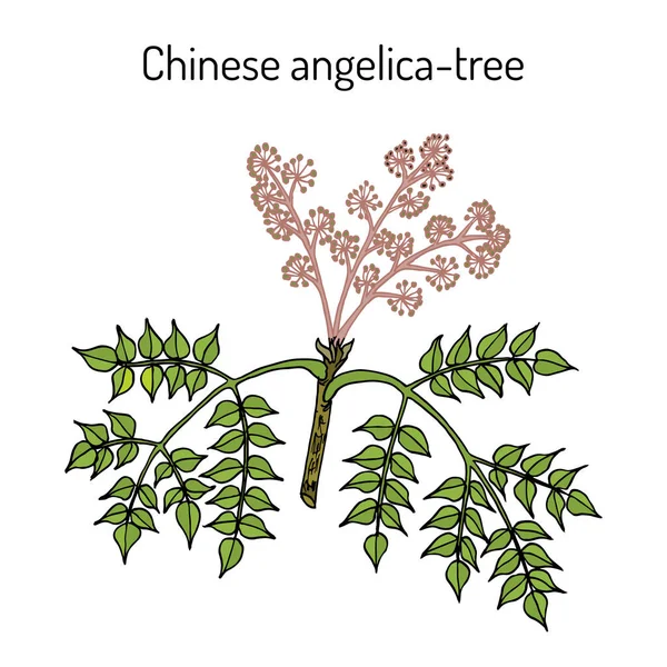 Wonderberry or sunberry Solanum retroflexum, medicinal plant — стоковый вектор