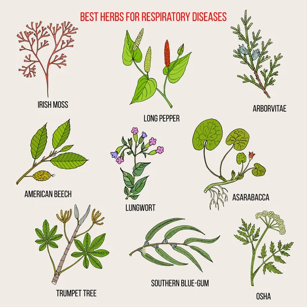 Las mejores hierbas para las enfermedades respiratorias — Vector de stock